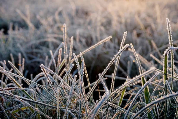 Frost on the grass. Ice crystals on meadow grass close up. Nature background.Grass with morning frost and yellow sunlight in the meadow, Frozen grass on meadow at sunrise light.Winter frosty background.