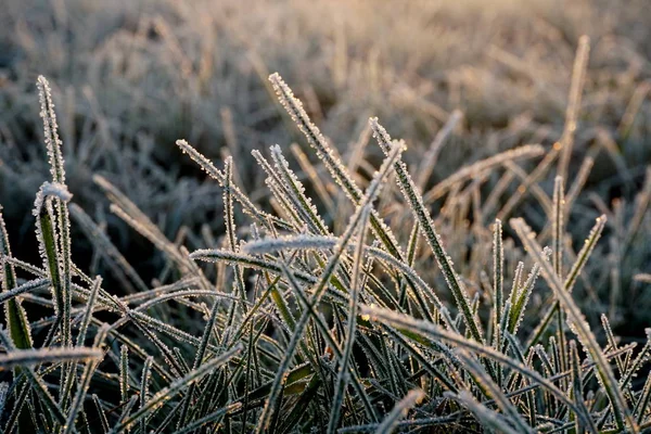 Froid Sur Herbe Les Cristaux Glace Sur Herbe Des Prés — Photo