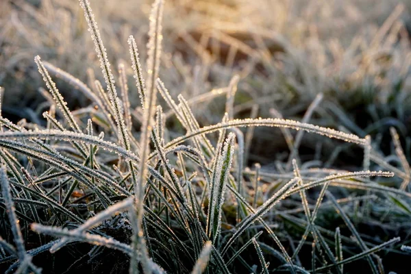 Frost Het Gras Ijskristallen Weidegras Van Dichtbij Natuur Achtergrond Gras — Stockfoto