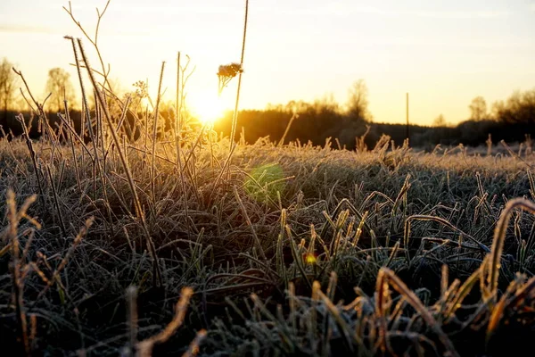 풀밭에 서리가 내리고 풀밭의 결정들 자연은 배경이다 아침의 서리와 노란색 — 스톡 사진