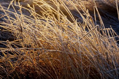 Çimlerde buz var. Çayırlardaki buz kristalleri yakınlaşıyor. Doğanın arka planı. Çayırda sabah donması ve sarı güneş ışığı olan çimenler, gün doğumunda çayırda donmuş çimenler. Kış buzlu arka plan..                               