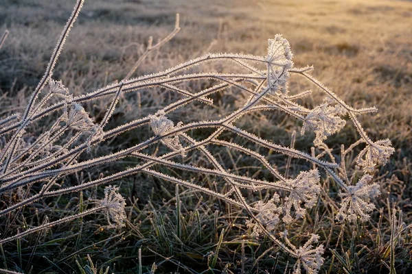草地上的霜 草地草地上的冰晶紧密相连 草地上有晨霜 草地上有黄色的阳光 阳光下的草地上有结冰的草 — 图库照片