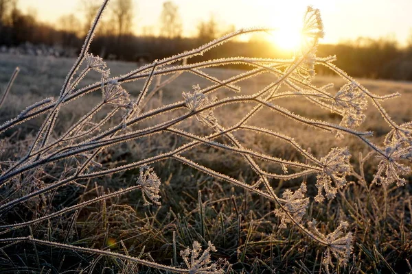 Gelo Sull Erba Cristalli Ghiaccio Erba Prato Vicino Sfondo Naturale — Foto Stock