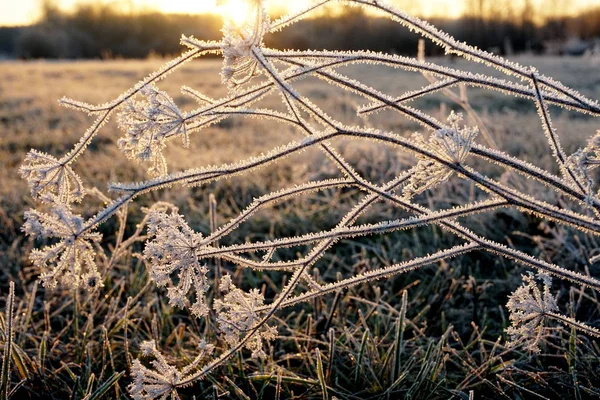 Frost Het Gras Ijskristallen Weidegras Van Dichtbij Natuur Achtergrond Gras — Stockfoto