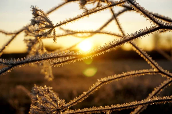 Frost Het Gras Ijskristallen Weidegras Van Dichtbij Natuur Achtergrond Gras — Stockfoto