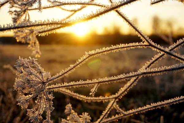 Frost Het Gras Ijskristallen Weidegras Van Dichtbij Natuur Achtergrond Gras — Stockfoto