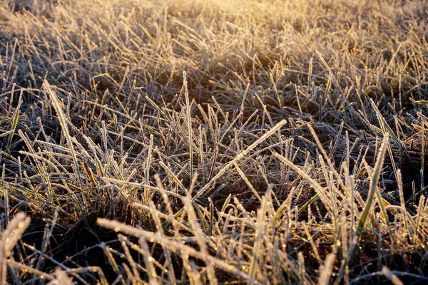 Frost Grass Ice Crystals Meadow Grass Close Nature Background Grass — Stock Photo, Image