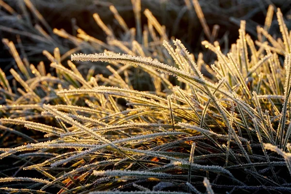 Frost Het Gras Ijskristallen Weidegras Van Dichtbij Natuur Achtergrond Gras — Stockfoto