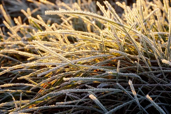 Frost Grass Ice Crystals Meadow Grass Close Nature Background Grass — Stock Photo, Image