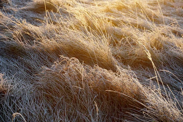 Frost Gräset Iskristaller Gräsmattan Nära Håll Natur Bakgrund Gräs Med — Stockfoto
