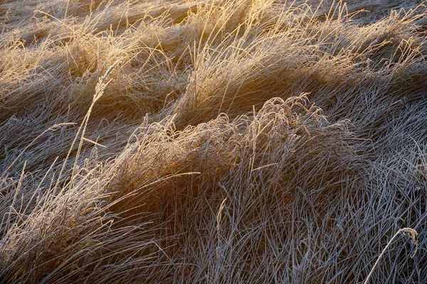 Frost Gräset Iskristaller Gräsmattan Nära Håll Natur Bakgrund Gräs Med — Stockfoto