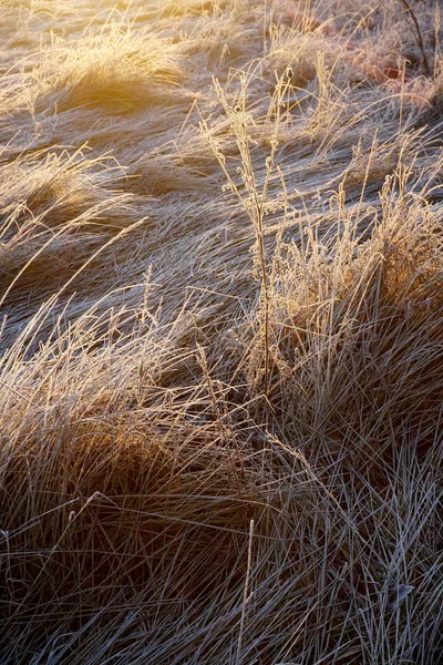 草地上的霜 草地草地上的冰晶紧密相连 草地上有晨霜 草地上有黄色的阳光 阳光下的草地上有结冰的草 — 图库照片