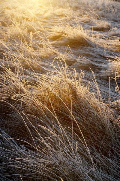 Frost Gräset Iskristaller Gräsmattan Nära Håll Natur Bakgrund Gräs Med — Stockfoto