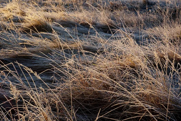 Frost Gräset Iskristaller Gräsmattan Nära Håll Natur Bakgrund Gräs Med — Stockfoto