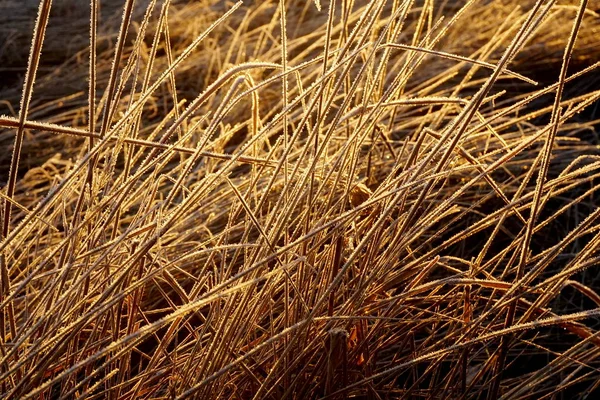 Frost Gräset Iskristaller Gräsmattan Nära Håll Natur Bakgrund Gräs Med — Stockfoto