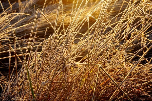 Frost Gräset Iskristaller Gräsmattan Nära Håll Natur Bakgrund Gräs Med — Stockfoto