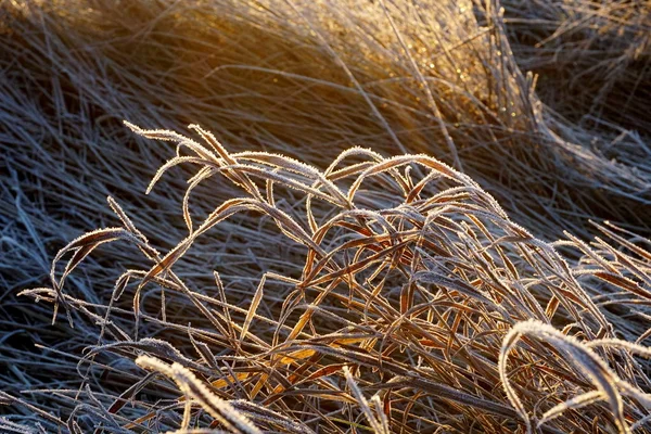 草の上の霜 牧草地の草の上の氷の結晶を閉じる 自然の背景 牧草地で朝の霜と黄色の日差しを持つ草 日の出の光で牧草地で冷凍草冬の霜の背景 — ストック写真