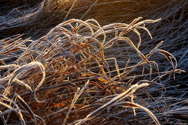 Çimlerde Buz Var Çayırlardaki Buz Kristalleri Yakınlaşıyor Doğanın Arka Planı — Stok fotoğraf