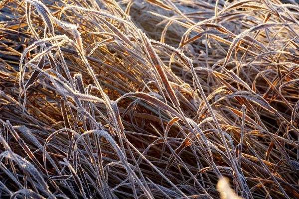 Frost Gräset Iskristaller Gräsmattan Nära Håll Natur Bakgrund Gräs Med — Stockfoto
