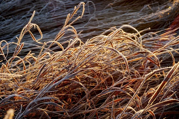 Frost Gräset Iskristaller Gräsmattan Nära Håll Natur Bakgrund Gräs Med — Stockfoto