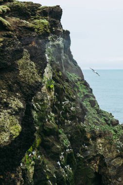 Yosun kaplı kayaların üzerinde uçan martılar. İzlanda manzarası