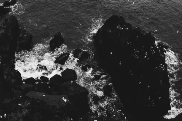 Mouettes blanches survolant les roches noires et les eaux bleues froides de l'océan Atlantique près de la côte islandaise. Noir et blanc — Photo