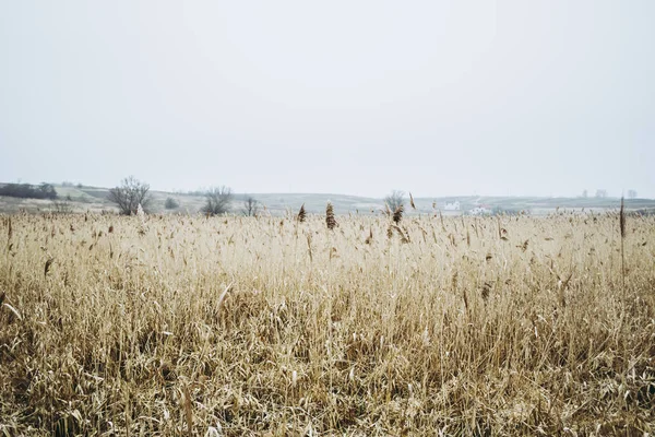 Блідо-кольорове поле шипів. Жахлива кінематографічна атмосфера — стокове фото