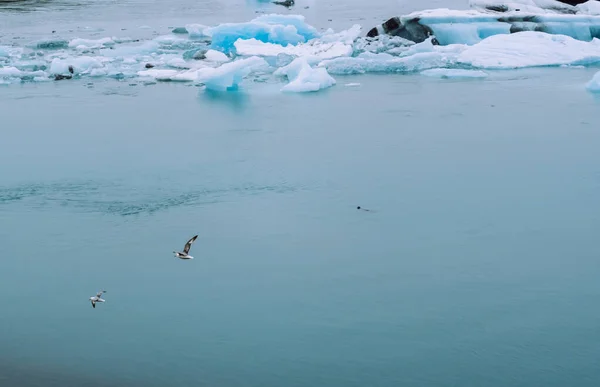 アイスランドのジョクルサロン氷河湖の水の上を飛ぶ鳥 — ストック写真
