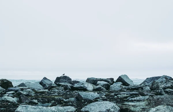 수평선을 외로운 — 스톡 사진