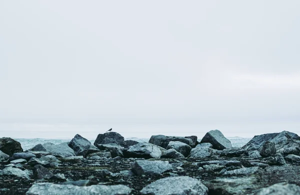 Pássaro Solitário Pedra Contra Horizonte Cinzento Calmo — Fotografia de Stock