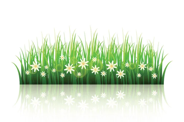 Green grass with flowers isolated on white background . Spring v — Stock Vector