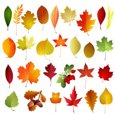 Set of autumn colored leaves . Vector elements . clipart