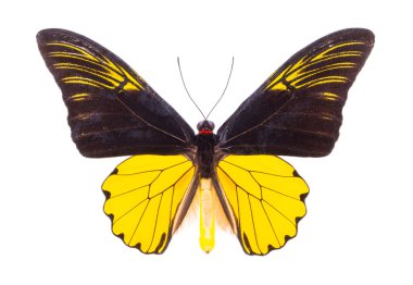 güzel renkli kelebek