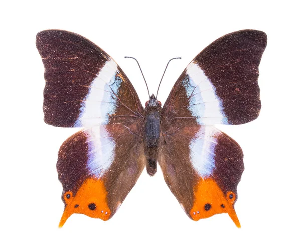 Красивая красочная бабочка — стоковое фото