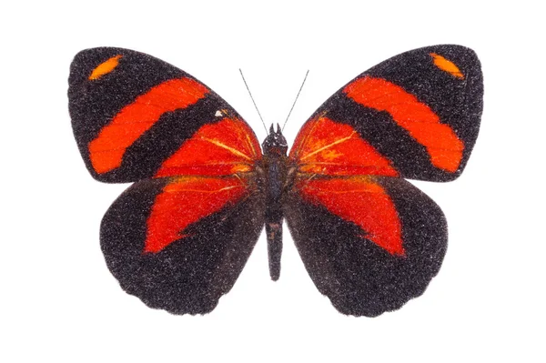 Schöner bunter Schmetterling — Stockfoto