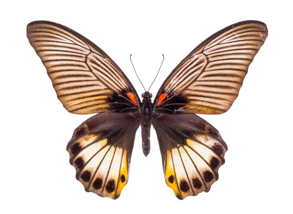 Красивая красочная бабочка — стоковое фото