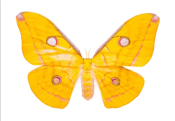 Hermosa mariposa colorida — Foto de Stock