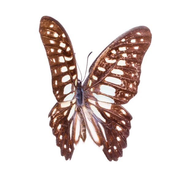 아름 다운 화려한 나비 — 스톡 사진