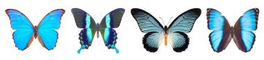 set of beautiful butterflies  clipart