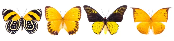 Reihe schöner Schmetterlinge — Stockfoto