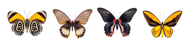 Set di bellissime farfalle — Foto Stock