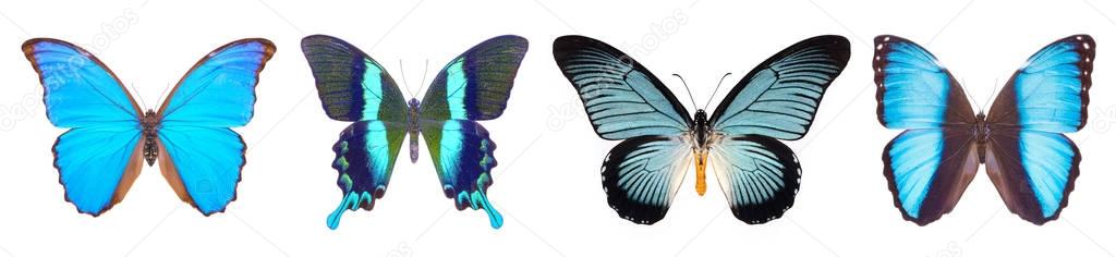 set of beautiful butterflies 