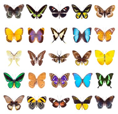 set of beautiful butterflies  clipart