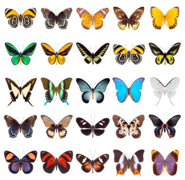 set of beautiful butterflies  clipart