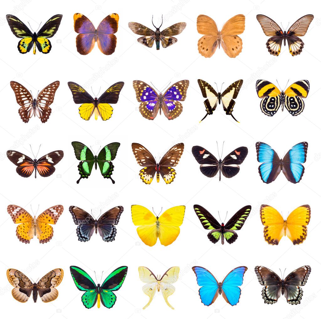 set of beautiful butterflies 