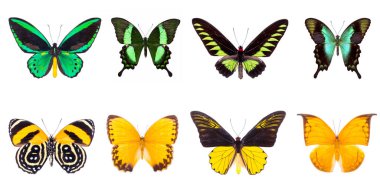 set of beautiful butterflies  clipart