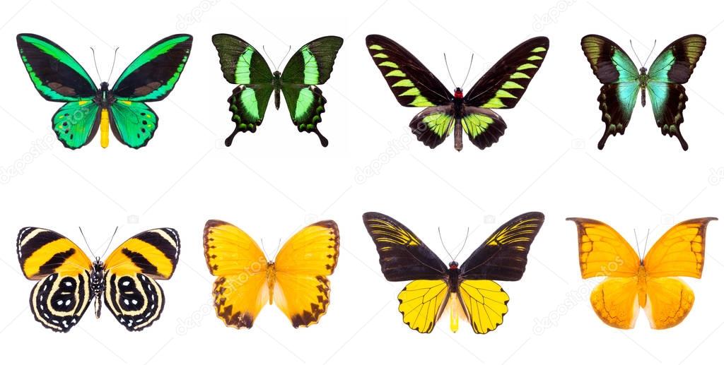 set of beautiful butterflies 