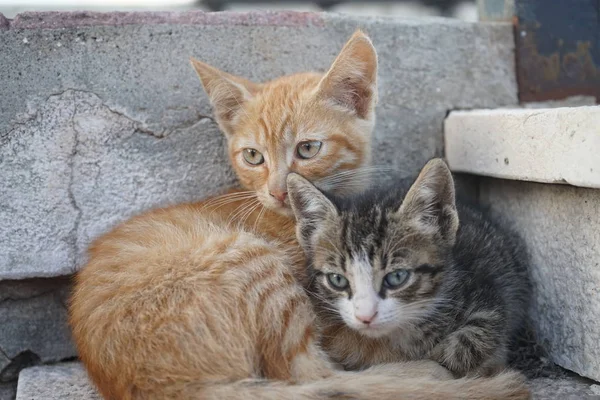 Zwei süße Katzen — Stockfoto