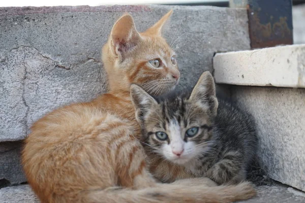 Zwei süße Katzen — Stockfoto