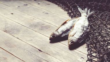 balık ağları ve balıklar